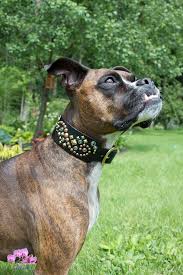 Karma Collars Custom Deluxe Stargazer Design On Jade The Boston Boxer Mix