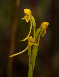 Image result for Platycoryne