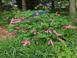 Also called barrenwort, this exceptional ground cover combines beautiful foliage and flowers. Bleeding Heart Dicentra Spectabilis Wisconsin Horticulture