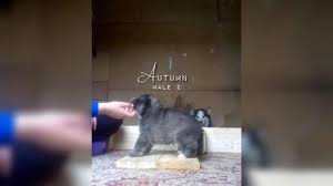 Review how much mudi puppies for sale sell for below. Serbia Puppies For Sale Dogva Com