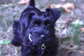 The miniature schnauzer is the smallest and most popular of the schnauzers, and it originated in germany during the late 1800s.the miniature schnauzer was developed by breeding the standard schnauzer down in size. Miniature Schnauzer Puppies Info Photos Videos