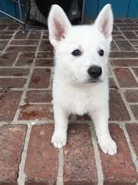 The breed is poised, but when the situation demands, they are eager, alert and if you are unable to find your puppy in our puppy for sale or dog for sale sections, please consider looking thru thousands of dogs for adoption. Red Girl A Ukc White Shepherd Puppy For Sale In Fullerton Ca Find Cute White Shepherd Puppies And Responsible Br Puppies Shepherd Puppies Cute Baby Puppies