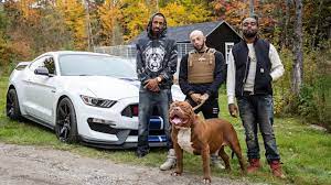 Eight beautiful pitbull puppies were recently fathered by the world's biggest pitbull, hulk. World S Biggest Pitbull Hulk Stars In Rap Video Dog Dynasty