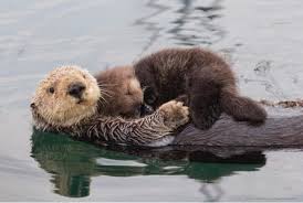 The most common river sea otter material is metal. Best 30 Sea Otter Fun On 9gag