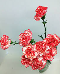 Pin On Winter Flowers