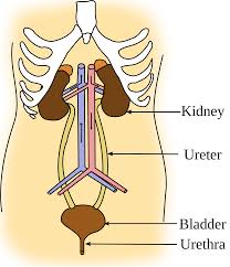 You can do the exercises online or download the worksheet as pdf. The Digestive And Excretory Systems Review Article Khan Academy