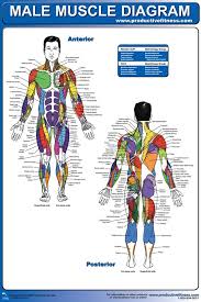 Muscle diagram for chest and back. 19 95 Ever Wonder What All The Names Of The Muscles In Your Body Are Called This Male Muscle Diagram Poster Pinp Muscle Diagram Muscle Women Muscle Anatomy