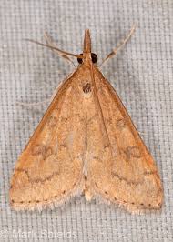 Image result for Rutidea