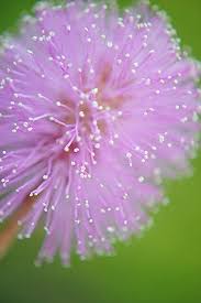 Pin On Pretty Flowers