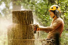 We did not find results for: Top 7 Reasons For Tree Removal Mr Tree Inc