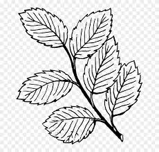 Autumn is probably the most beautiful time of year. Fall Tree Clipart Black And White Vines Leaves Coloring Pages Free Transparent Png Clipart Images Download