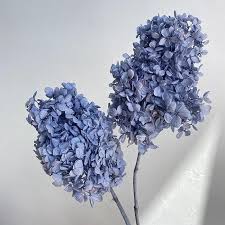 Image result for Indigofera paniculata