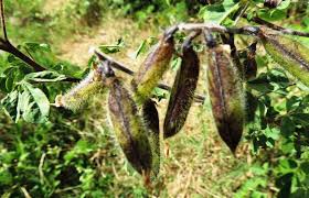 Image result for Crotalaria insignis