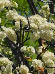 Image result for Dombeya rotundifolia