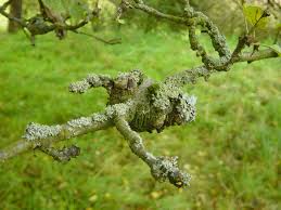 Check spelling or type a new query. Common Tree Fungus Identification And Treatment