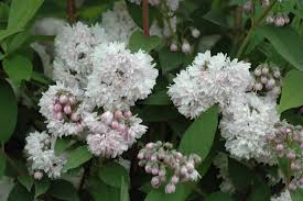 Image result for Deutzia hybrida Pink Pompon