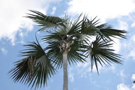 Image result for Coccothrinax argentea