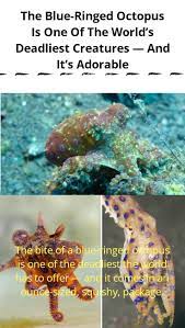 900 Funny Ideas Fun Facts Weird Facts Funny