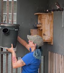 6 the cactus ferruginous' biggest 8 interesting information the cactus ferruginous pygmy owl is one of the 3 subspecies of the ferruginous. Owl Conservation Team Hatches New Nest Box Design Gcu Today