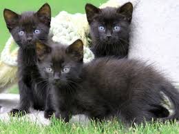We are maria and alex, our cattery was founded in 2007 in minsk (belarus) and is breeding bombay cats. Bombay Cat Price Range Bombay Cost Where To Buy Bombay Kittens