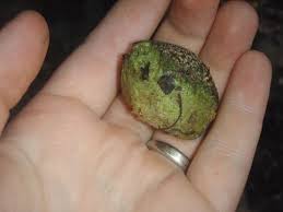 Image result for Parinari excelsa