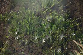 Image result for Subularia monticola