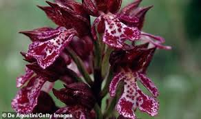 Maybe you would like to learn more about one of these? Rare Orchids Thought To Have Been Extinct In The Uk Since 2009 Are Found On A London Office Rooftop Todayuknews
