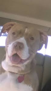 Click here to view pit bull dogs for adoption. Pin On Dogs For Adoption