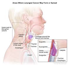 Cervical nerves are spinal nerves that arise from the cervical region of the spinal cord. Definition Of Larynx Nci Dictionary Of Cancer Terms National Cancer Institute
