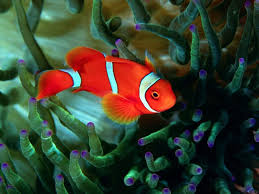 Maybe you would like to learn more about one of these? Sebuah Cerita Tentang Anemon Anemon Laut Gerakan Dan Makanan