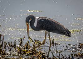 Hello everyone! I am thinking to relocate here. Why do you like living in  Tavares? What are “+”s and “-“s? And do you feel safe living here? Thank  you❤️❤️❤️