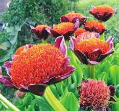 Image result for Scadoxus membranaceus