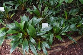 Image result for Chlorophytum affine