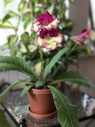 Photo Of Cape Primrose Streptocarpus Wow Uploaded By Alyssablue Plants Primrose Plant Indoor Plants