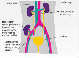 Homeostasis Kidneys And Water Balance