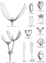Image result for Viscaceae