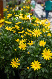 Euryops Daisy Planting Shrubs Evergreen Shrubs Spring Plants
