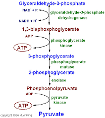 Rosswiki2009 Glycolysis