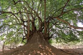 Image result for Xanthocercis zambesiaca