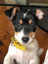 Es Un Precioso Rat Terrier Dogs Jack Russell Terrier Puppies Jack Russell Terrier