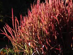 Image result for Imperata