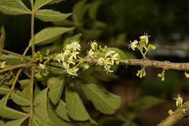 Image result for Vitex schliebenii
