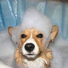 Maybe you would like to learn more about one of these? Ten Of Philly S Best Pet Stores Fido And Frisky Approved Racked Philly