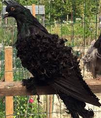 Black And White Pigeon Name Black Frillback Pigeon Pigeon Breeds Types Of Pigeons Pigeon