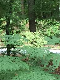 We did not find results for: Devil S Walking Stick Aralia Spinosa My Cherokee Garden