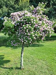 Image result for Dais cotinifolia