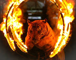 Circus Tigers Turn On Trainer Maul Him To Death Despite Frantic Attempts To Intervene Italian Police Investigate After On Circus Animals Italian Police Tiger