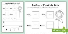 Image of Life cycle of a plant worksheet pdf