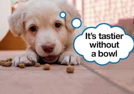 We did not find results for: 23 Tricks To Get A Picky Dog To Eat His Food Every Last Bit