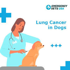 Cancer is one of the primary causes of death in dogs over the age of 2. Lung Cancer In Dogs Signs Symptoms When To Euthanize
